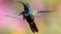 Hummingbird